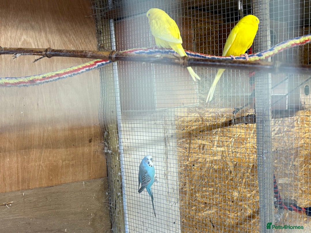 Budgerigars birds for sale: Budgies for sale  - Image 5