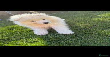 Samoyed dogs - Advert 6
