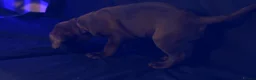 Labrador Retriever dogs for sale: Chocolate Labrador in Glasgow - Advert 16