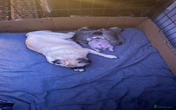 Pug dogs for sale: 2 beautiful pug puppies - Image 5