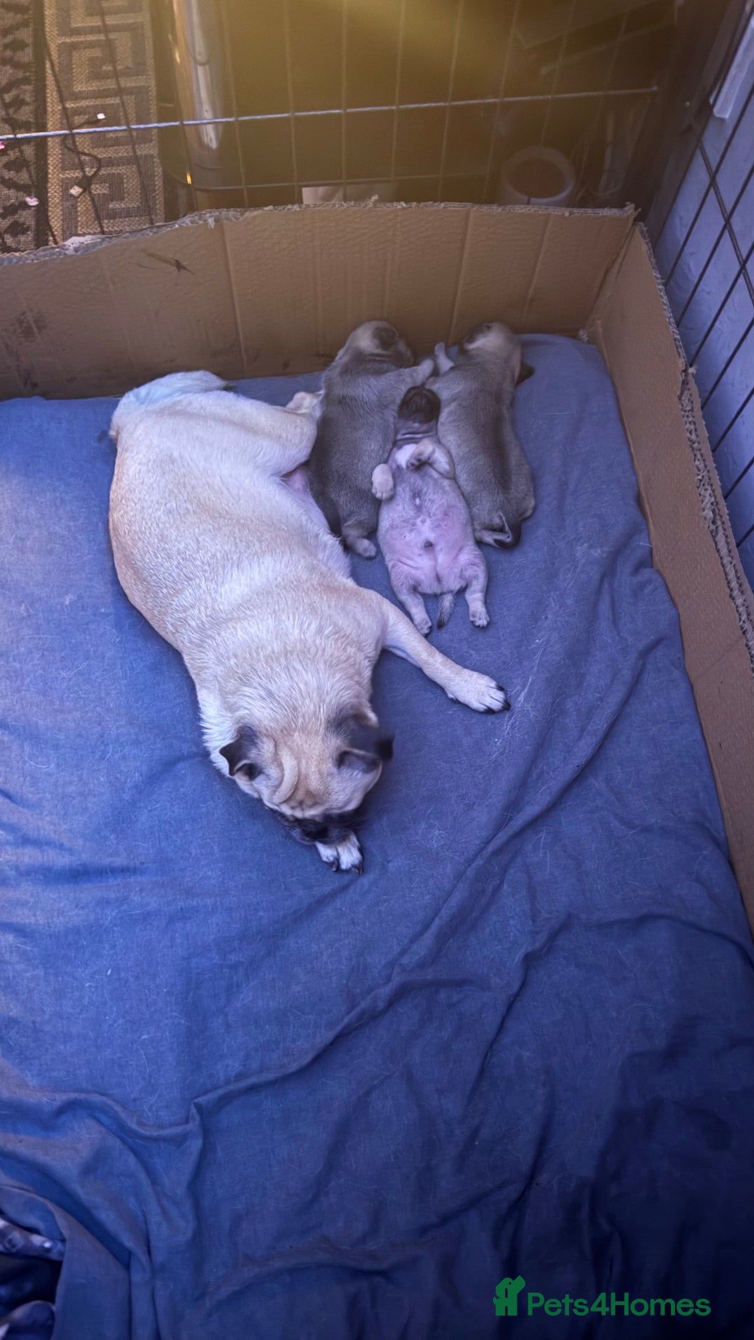 Pug dogs for sale: 2 beautiful pug puppies - Image 5