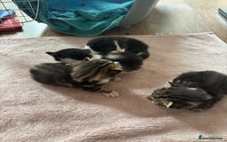 Mixed Breed cats for sale: 3 beautiful kittens available! - Image 2