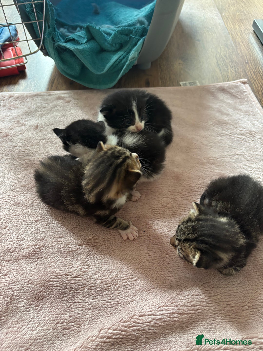 Mixed Breed cats for sale: 3 beautiful kittens available! - Image 2