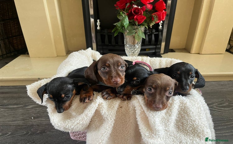 Dachshund dogs - Advert 1