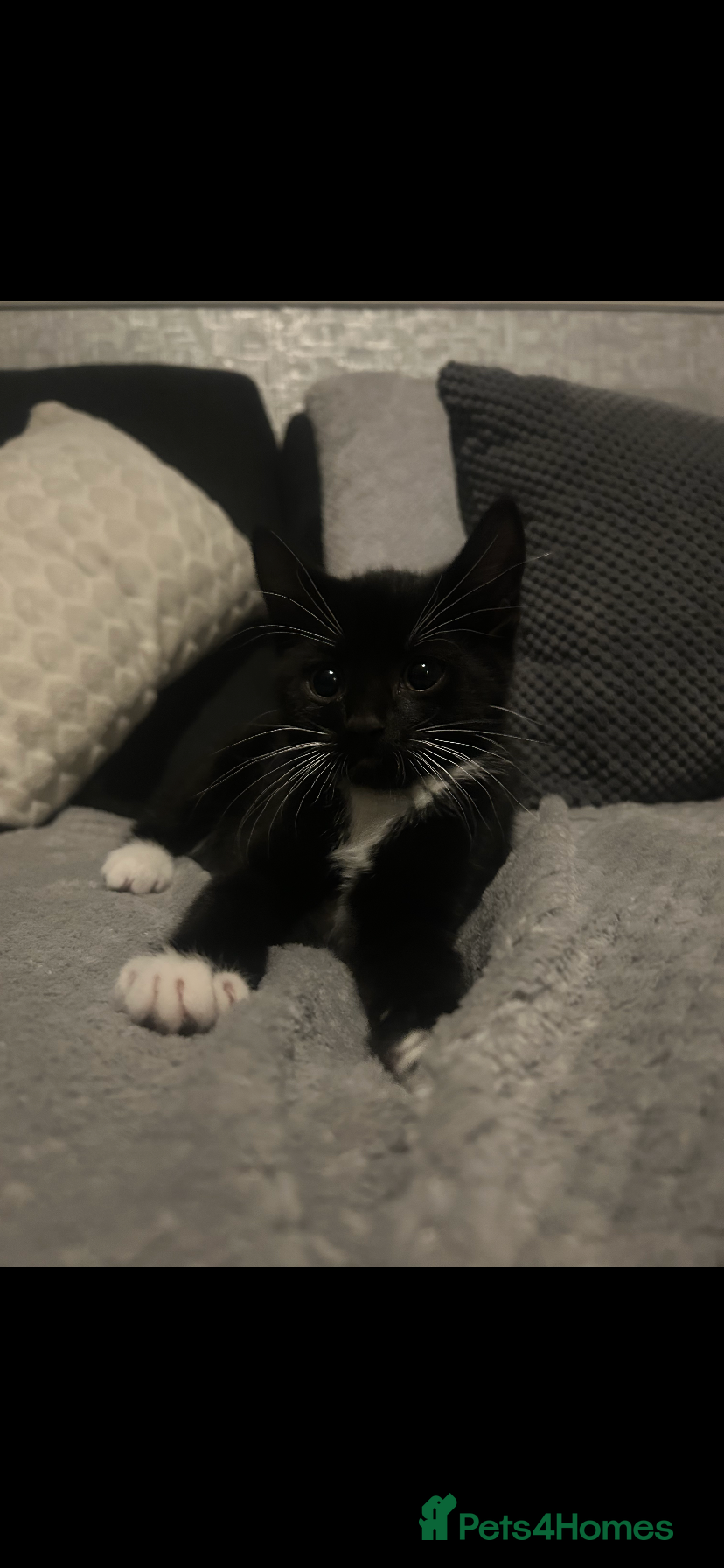 Mixed Breed cats Tuxedo kitten in Whitley Bay - Advert 4