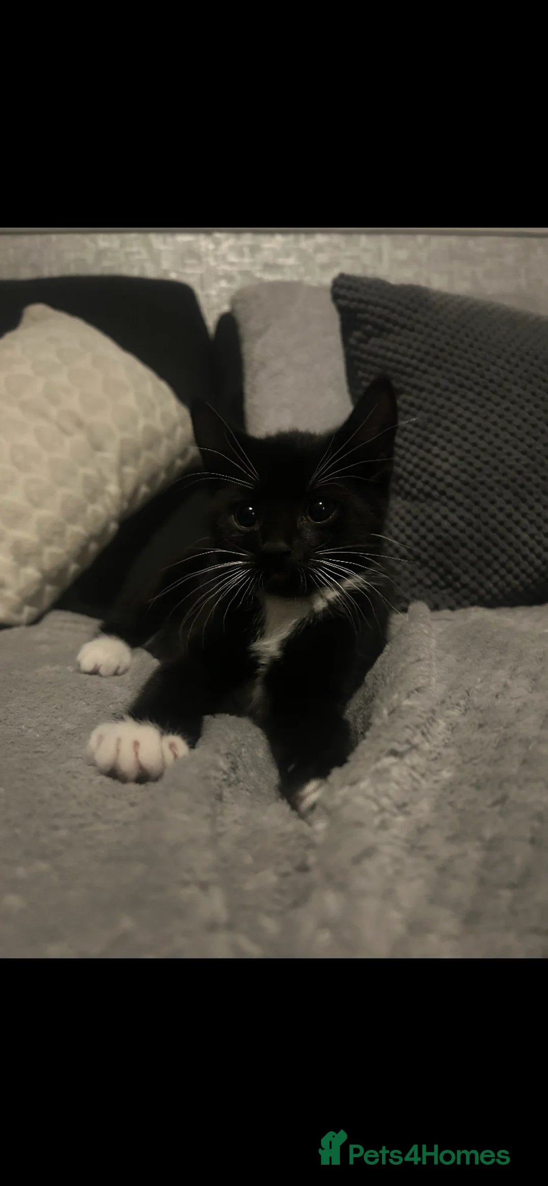 Mixed Breed cats for sale: Tuxedo kitten in Whitley Bay - Advert 1