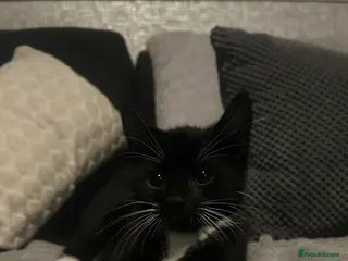 Mixed Breed cats Tuxedo kitten in Whitley Bay - Advert 6