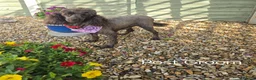 Miniature Poodle dogs for sale: Gorgeous Miniature Poodles - Advert 9