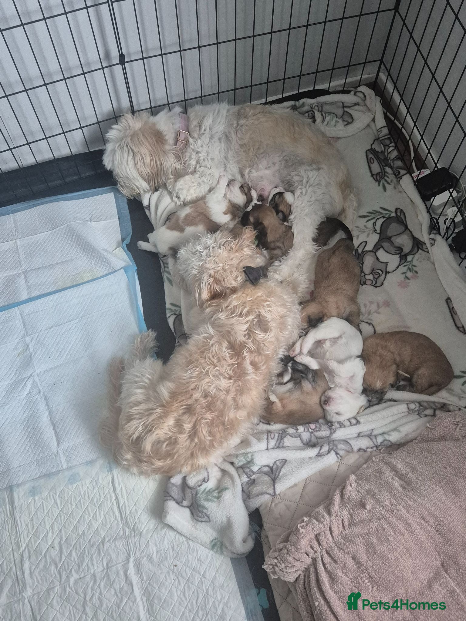 Mixed Breed dogs 3 beautiful Shorkie puppies  - Advert 2