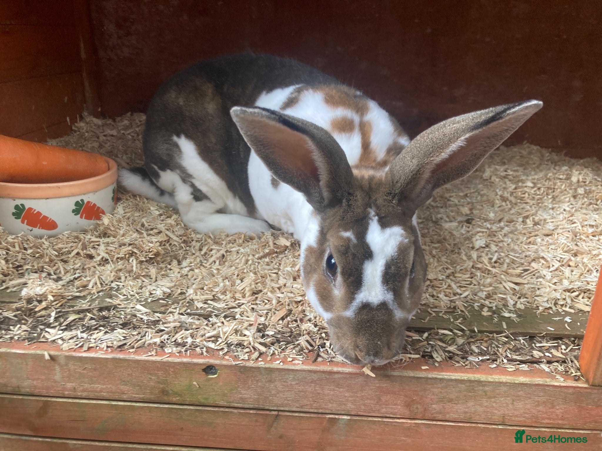 Rex rabbits pair Rex  - Advert 2