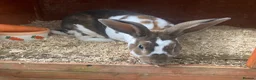 Rex rabbits for sale: pair Rex  - Advert 1
