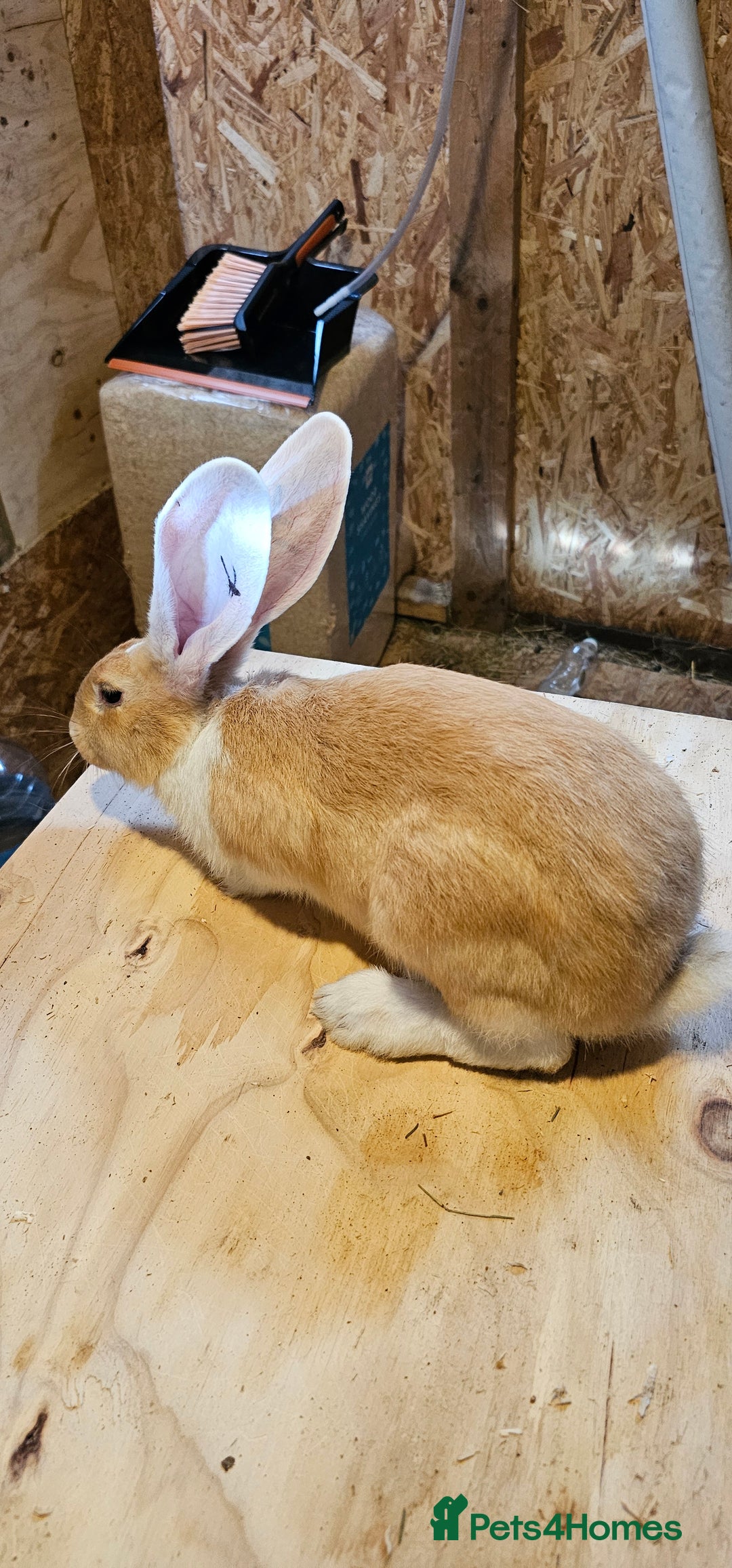 Continental Giant rabbits for sale: Continental Giants Merle - Image 17
