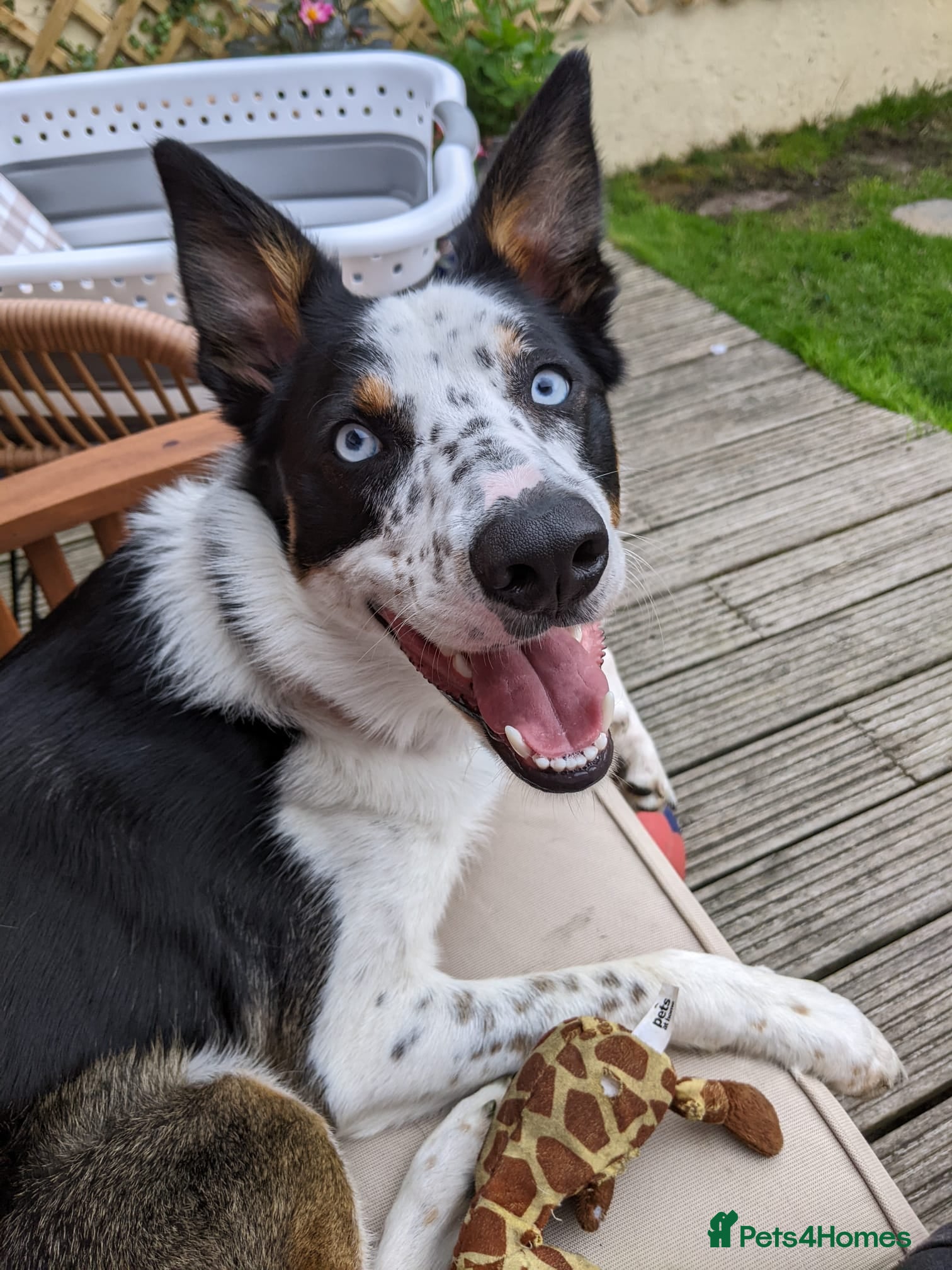 Border Collie dogs Gorgeous but anxious 4yr old border collie boy - Advert 1