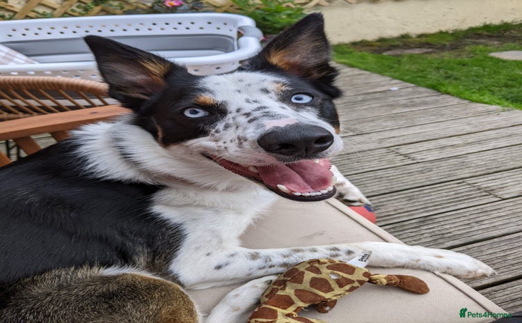 Border Collie dogs Gorgeous but anxious 4yr old border collie boy - Advert 2