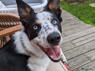 Border Collie dogs Gorgeous but anxious 4yr old border collie boy - Advert 13