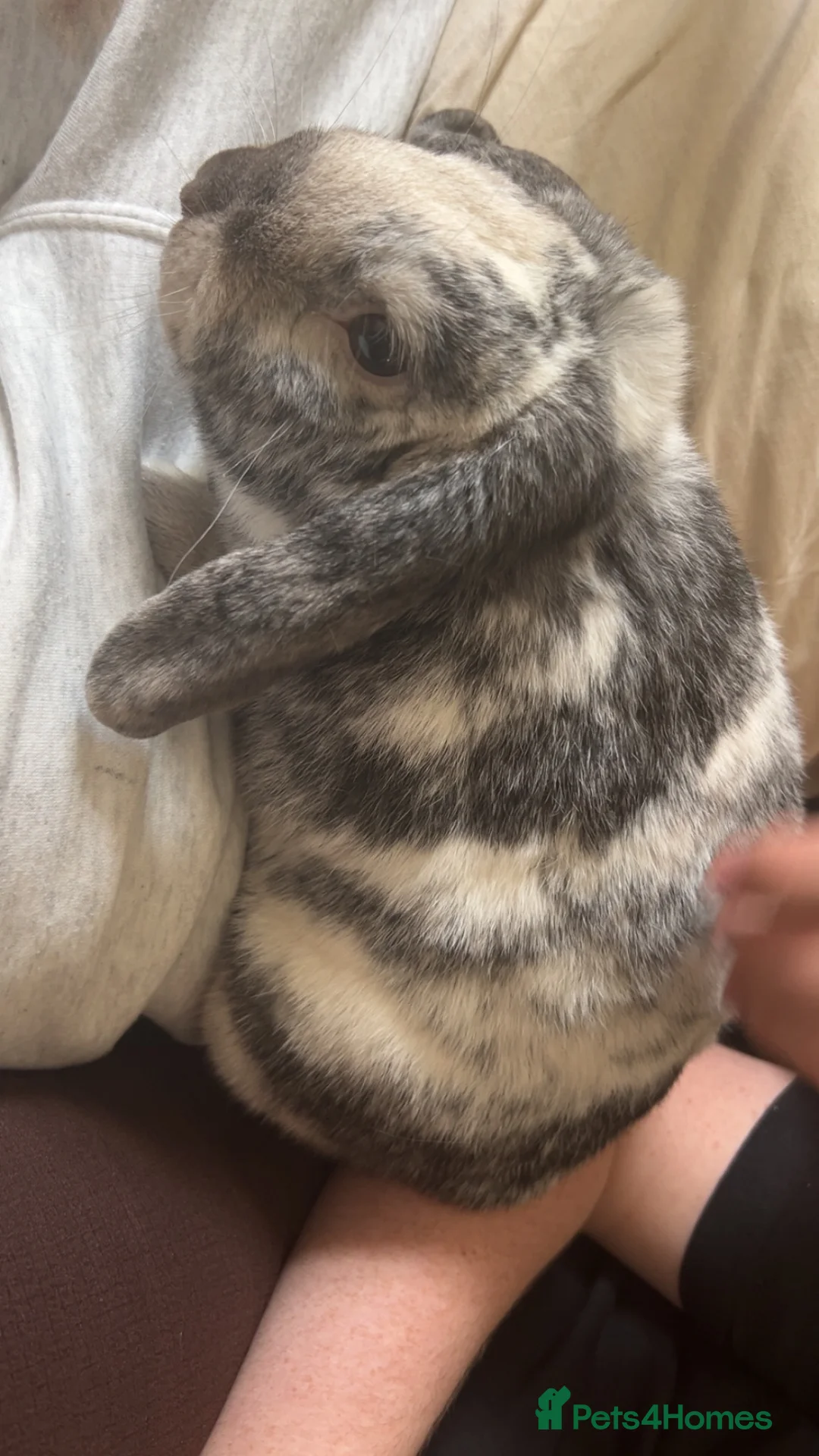 Dwarf Lop rabbits for sale: Jasper, younge rabbit needs a good home asap in Northampton - Advert 9