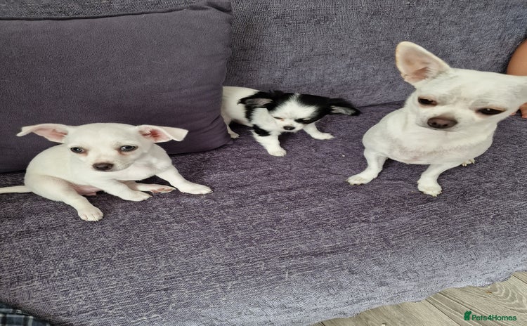 Chihuahua dogs - Advert 4