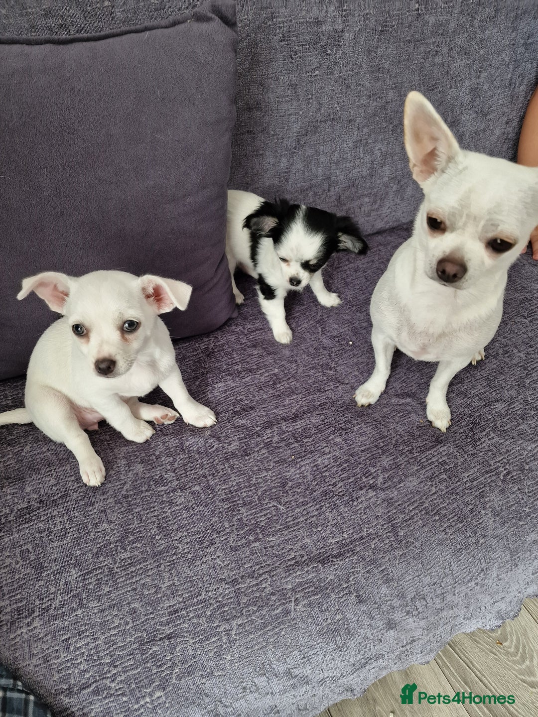 Chihuahua dogs for sale: Two little girls  - Image 1