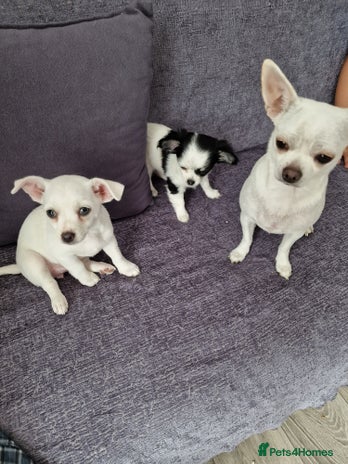 Chihuahua dogs - Advert 7