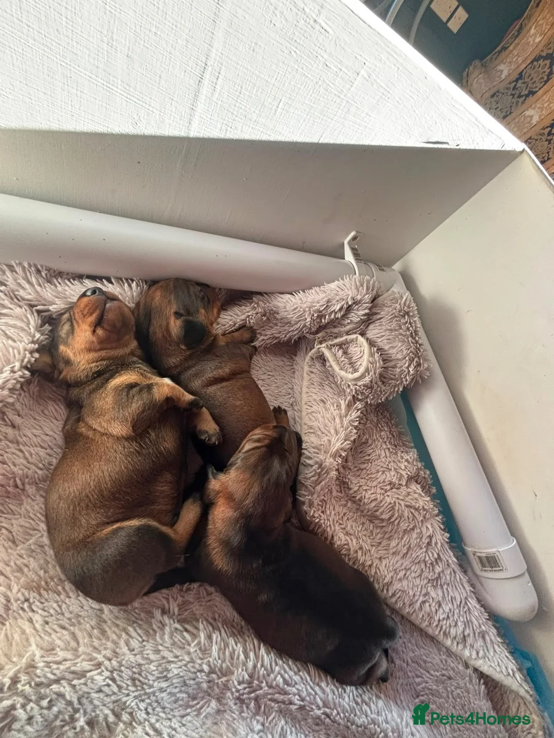 Dachshund dogs for sale: Teckels  - Advert 4