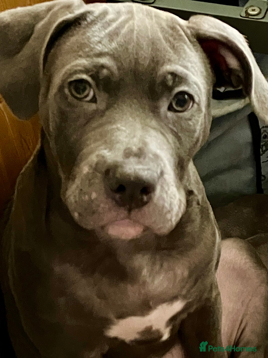 Mixed Breed dogs for sale: Beautiful blue staffy cross - Advert 1
