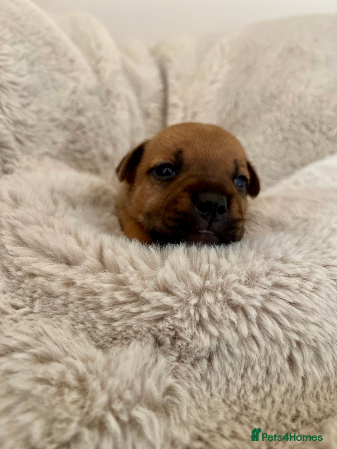 Staffordshire Bull Terrier dogs for sale: Red Staffordshire bull terrier puppies  - Image 7