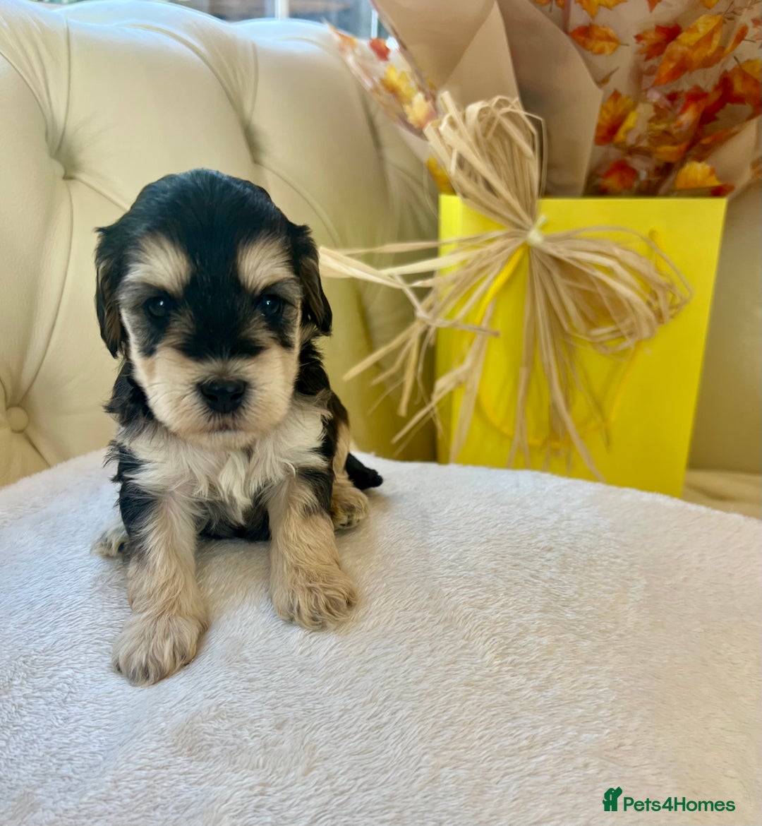 Cockapoo dogs for sale: 4⭐️Licensed F1b Cockapoos Exceptionally Bred - Image 1