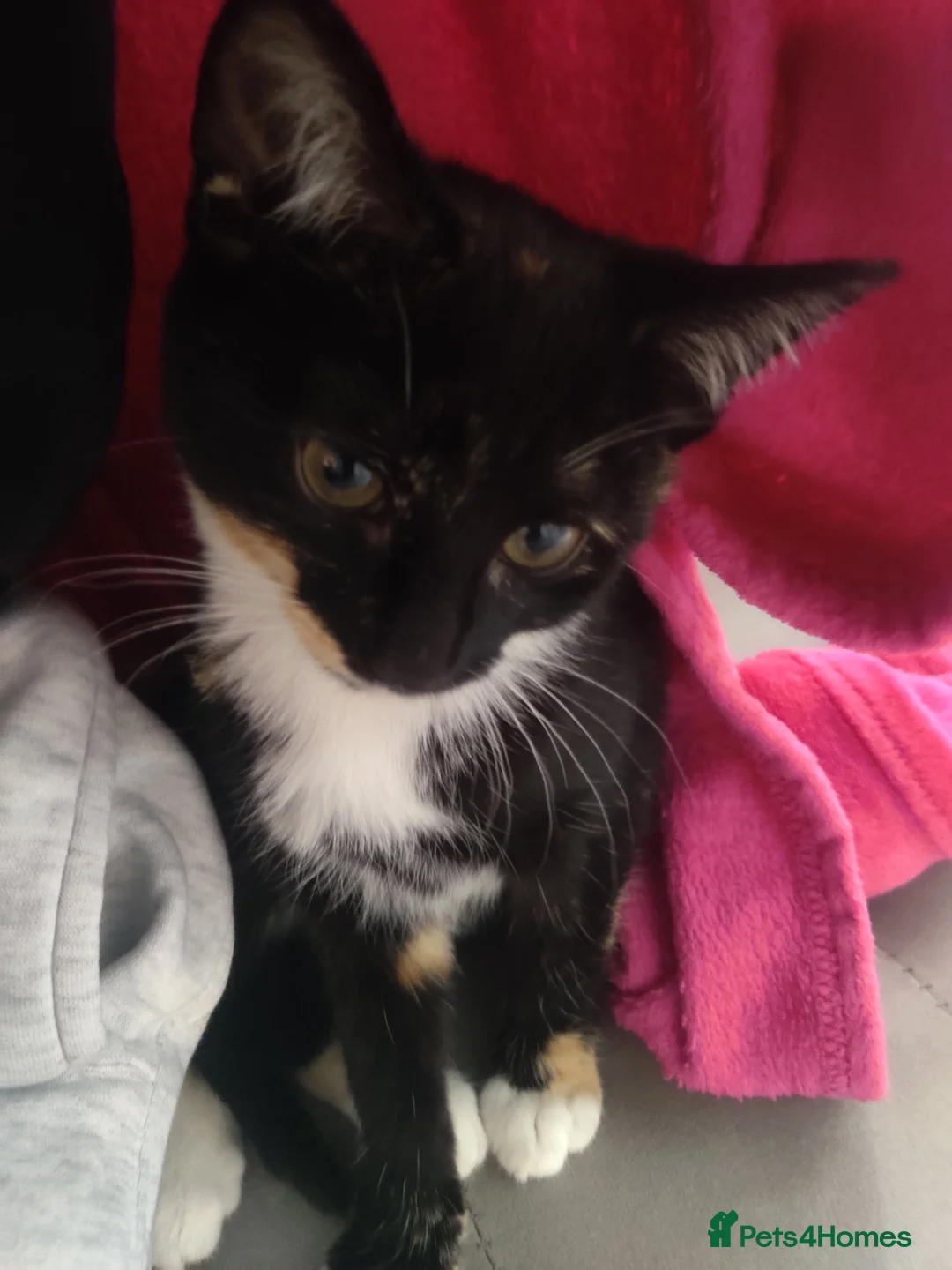 British Shorthair cats for sale: Black and tortie kittens ( mother for sale too) - Advert 5