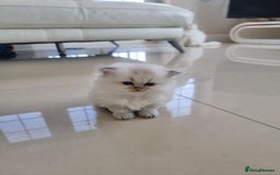 British Longhair cats for sale: BRITISH LONGHAIR READY TO LEAVE - Image 5