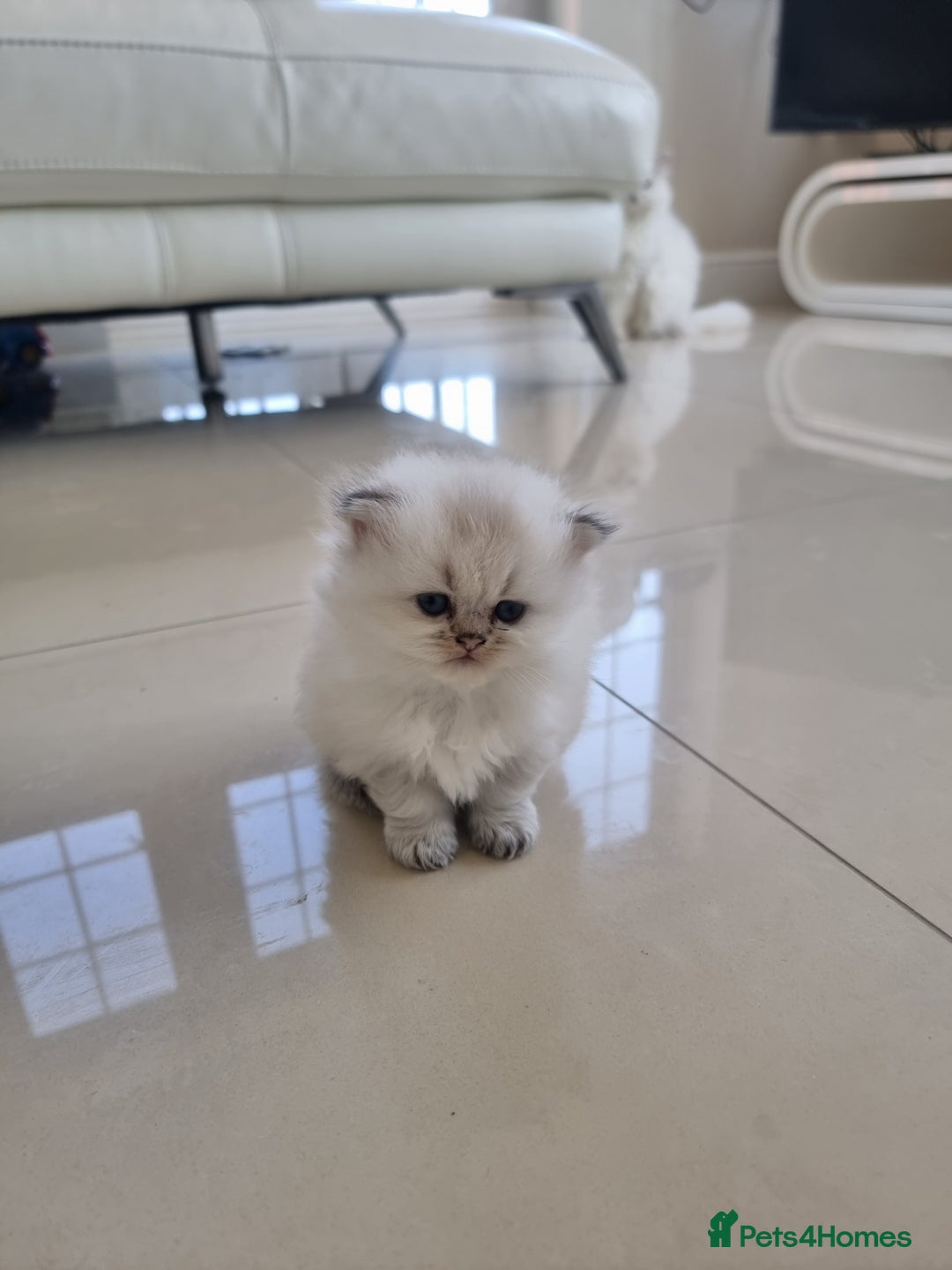 British Longhair cats for sale: BRITISH LONGHAIR READY TO LEAVE - Image 5