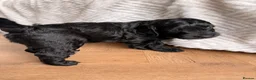 Mixed Breed dogs for sale: Sprockerpoo Puppies - Advert 27