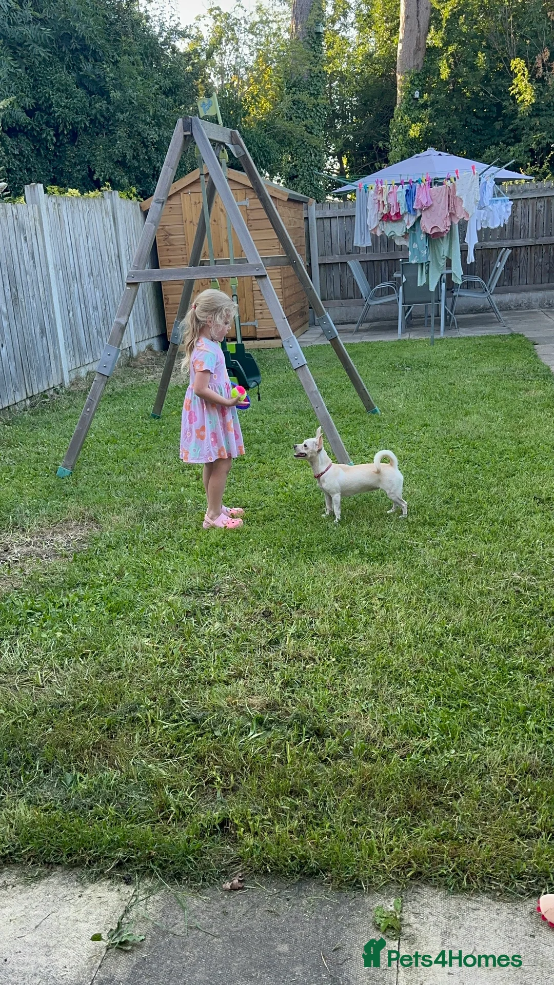 Chihuahua dogs for sale: Nova, Chihuahua - Advert 7