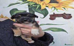 Mixed Breed dogs for sale: Black and Tan Puppies - Image 13