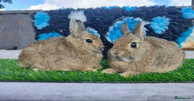 Netherland Dwarf rabbits - Advert 15