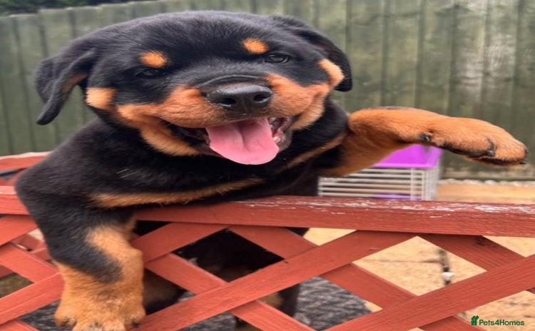 Rottweiler dogs - Advert 4