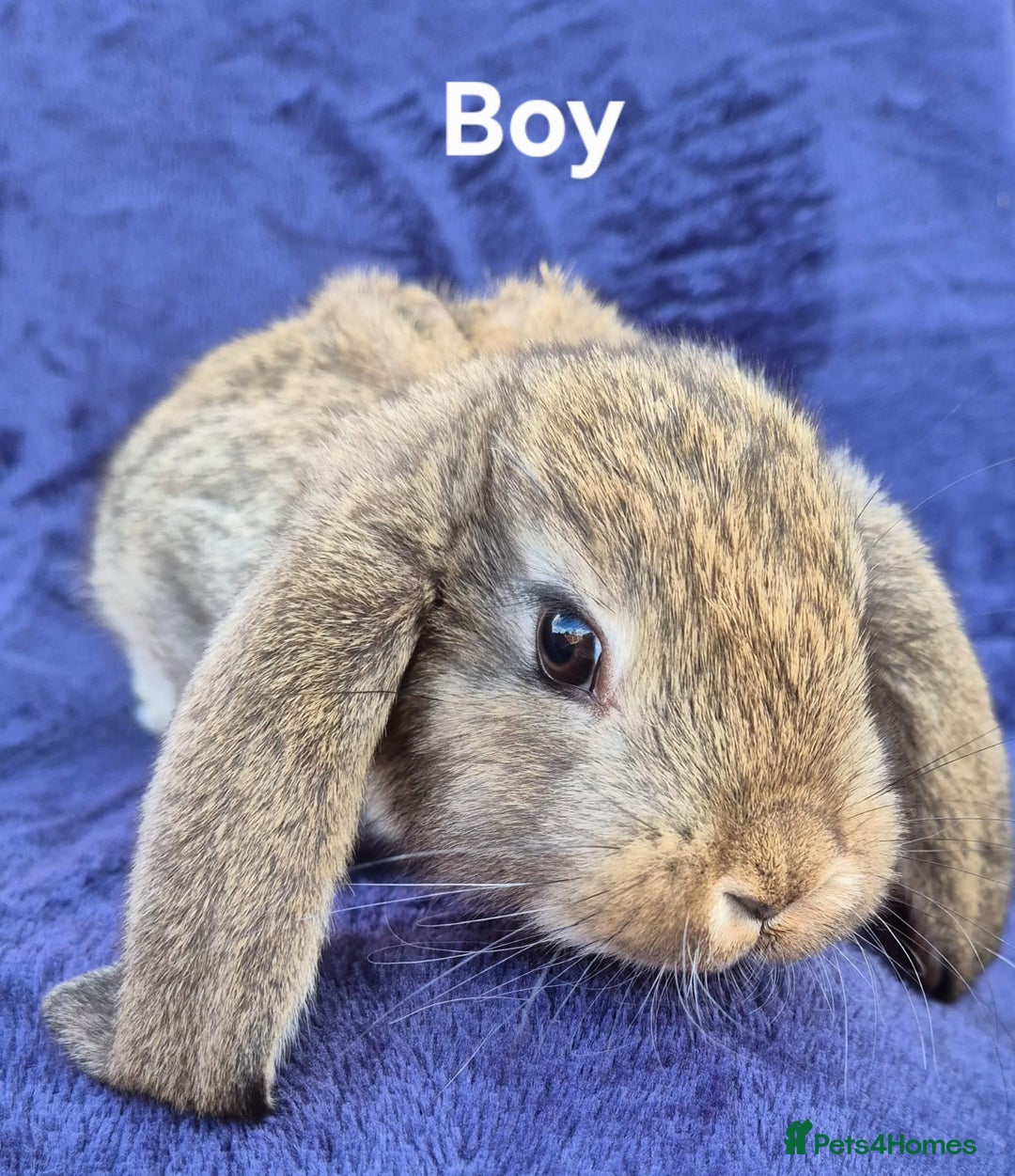 French Lop rabbits for sale: Friendly french lops - Image 2