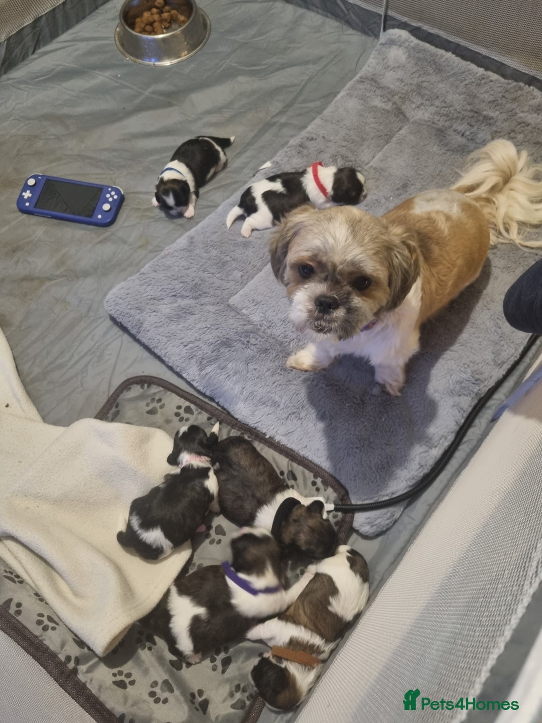 Shih Tzu dogs for sale: Shih tzu pups - Advert 20