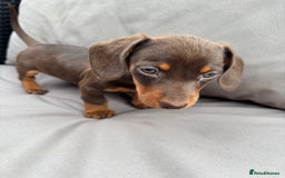 Miniature Dachshund dogs for sale: Miniature dachshunds - Image 19