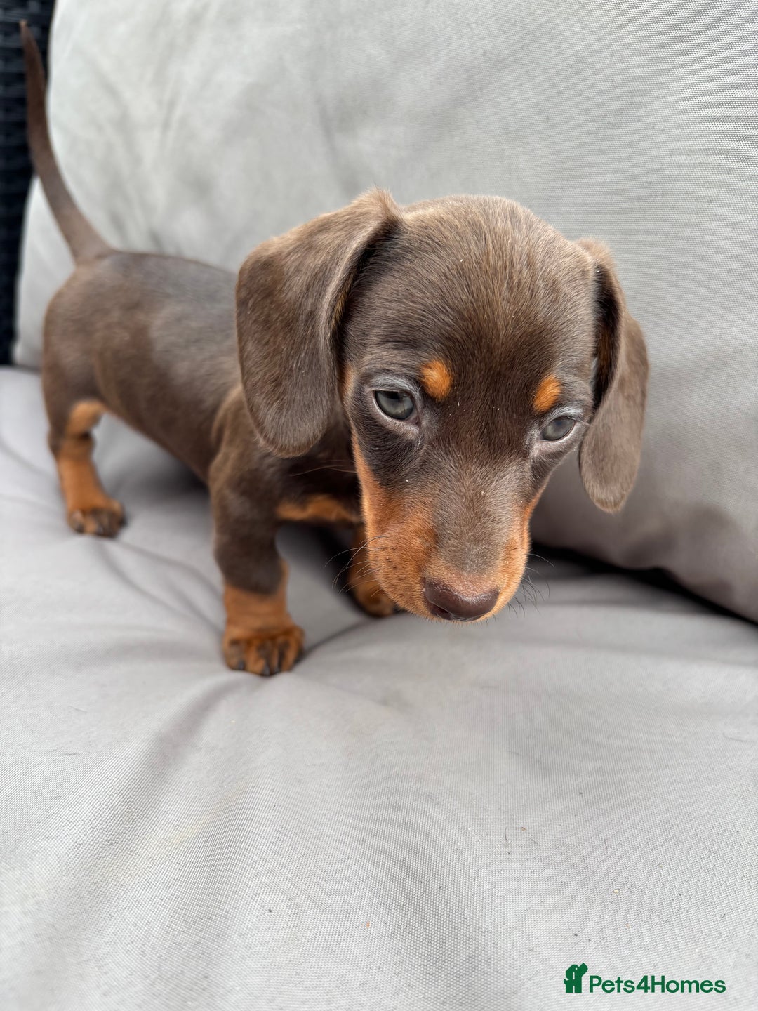 Miniature Dachshund dogs for sale: Miniature dachshunds - Image 19