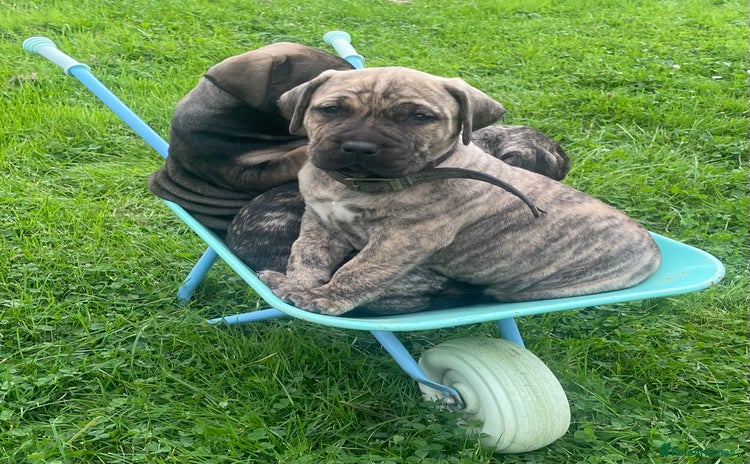Boerboel dogs - Advert 1