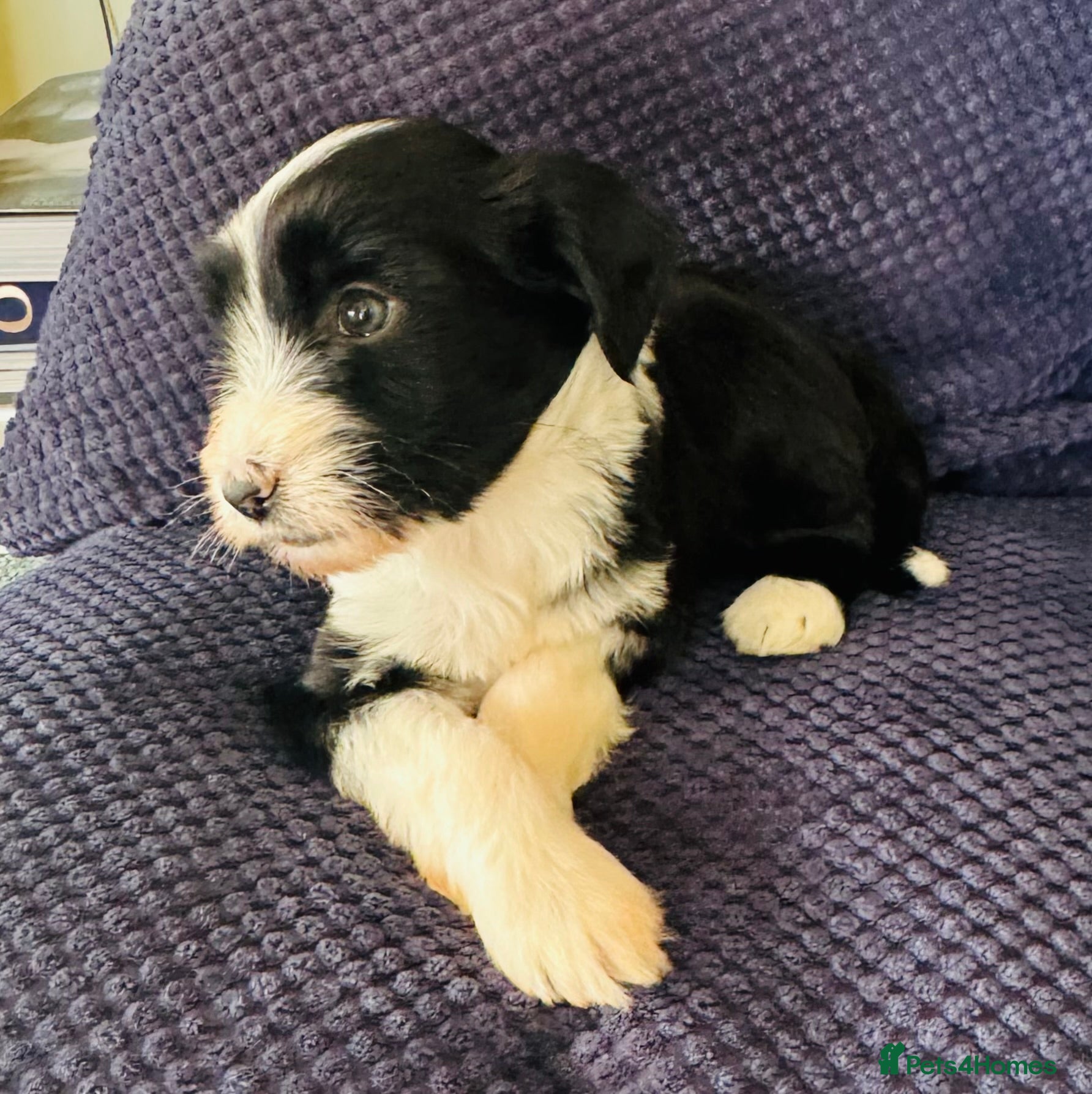Tibetan Terrier dogs Lovely Litter of KC Reg Tibetan Terrier puppies  - Advert 12