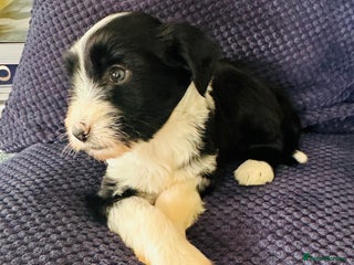 Tibetan Terrier dogs Lovely Litter of KC Reg Tibetan Terrier puppies - Advert 2
