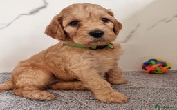 Cockapoo dogs for sale: Cockapoo's - Image 18