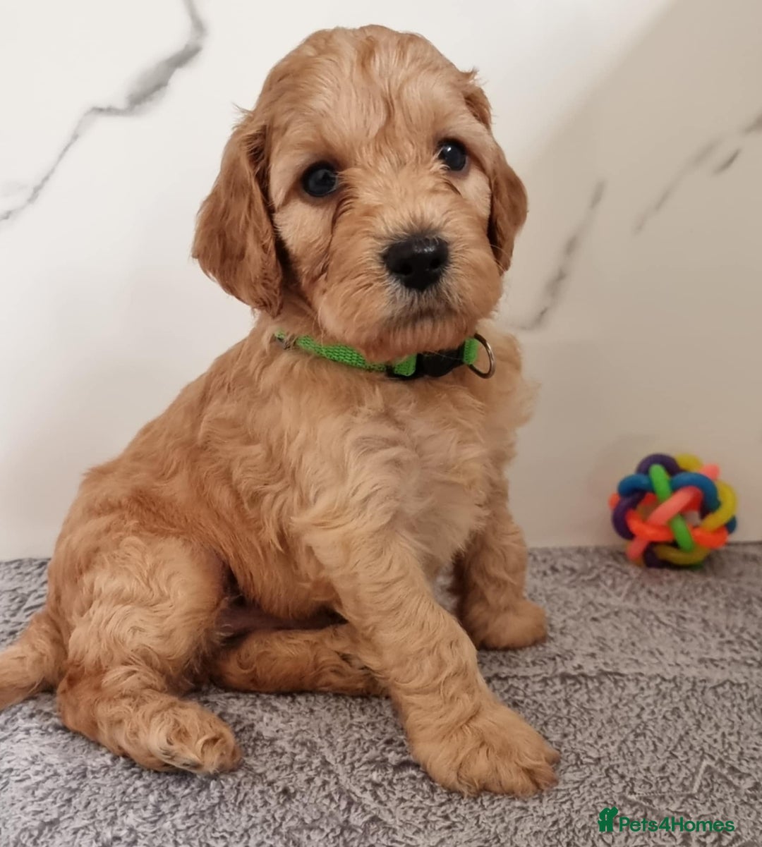 Cockapoo dogs for sale: Cockapoo's - Image 18