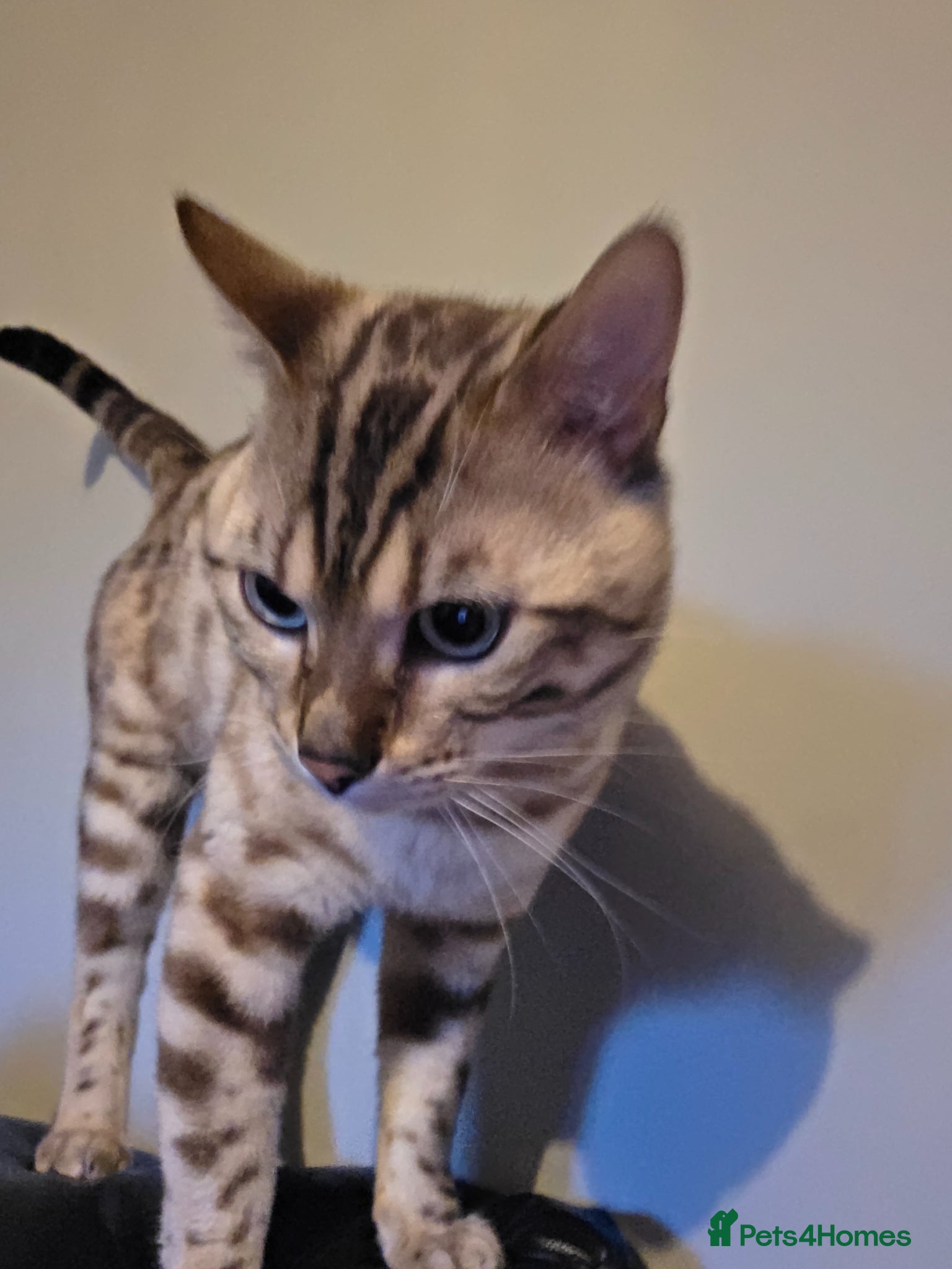 Bengal cats  Beautiful Snow bengal called snow - Advert 10