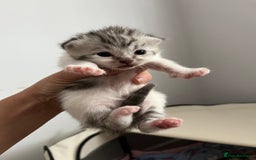 Persian cats for sale: Doll face Persian x - Image 7
