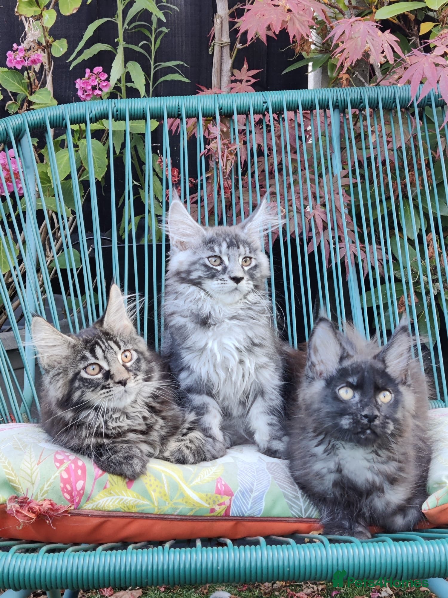 Maine Coon cats European Maine coon kittens - Advert 1