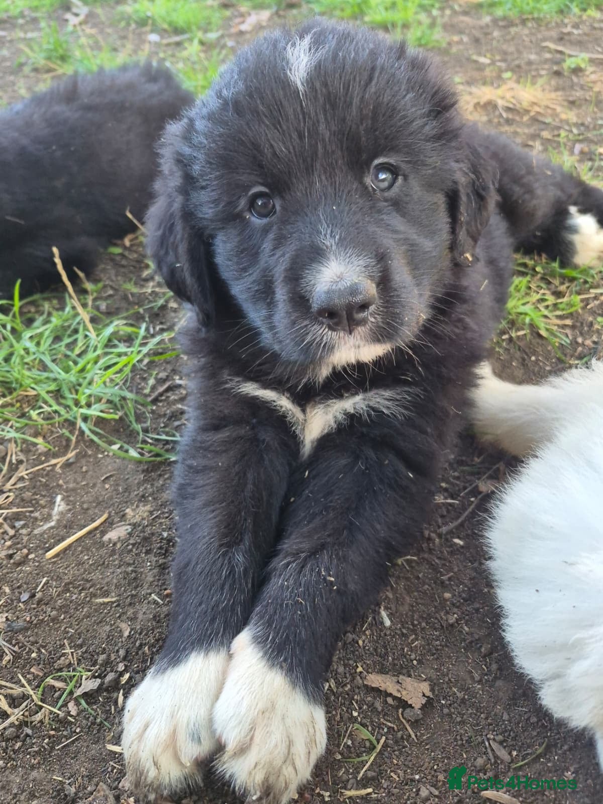 Golden Retriever dogs Golden Pyrenees Puppies - 2 Boys Left - Advert 1