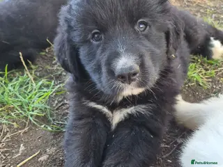 Golden Retriever dogs Golden Pyrenees Puppies - 2 Boys Left - Advert 1