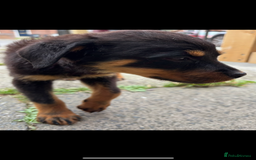 Rottweiler dogs for sale: Gorgeous 9-Week-Old Female Rottweiler Puppy –m - Image 5